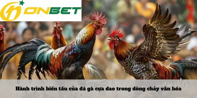 Lô rơi là gì 5 Hành trình biến tấu của đá gà cựa dao trong dòng chảy văn hóa