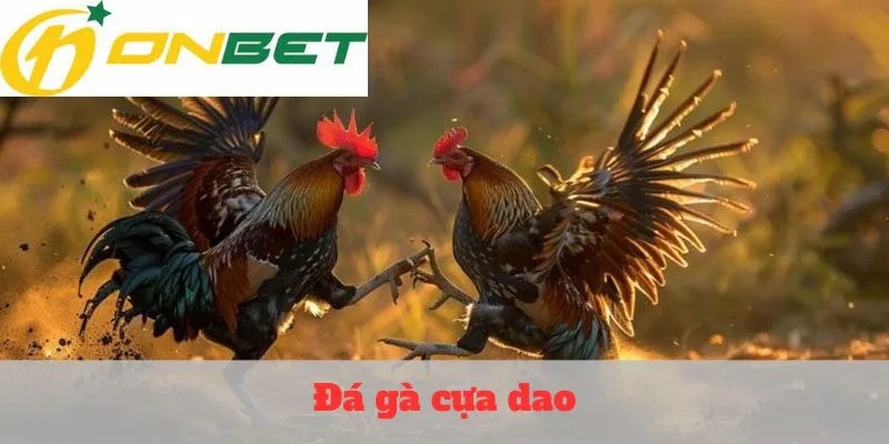 Đá gà cựa dao