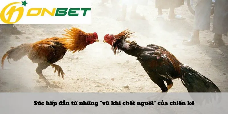 Sức hấp dẫn từ những “vũ khí chết người” của chiến kê