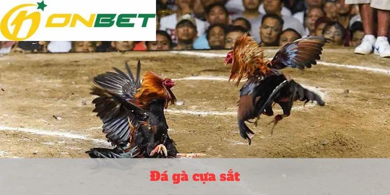 đá gà cựa sắt