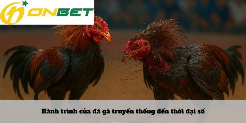 Hành trình của đá gà truyền thống đến thời đại số