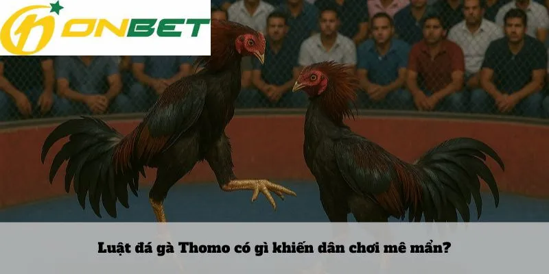 Lô rơi là gì 5 Luật đá gà Thomo có gì khiến dân chơi mê mẩn?